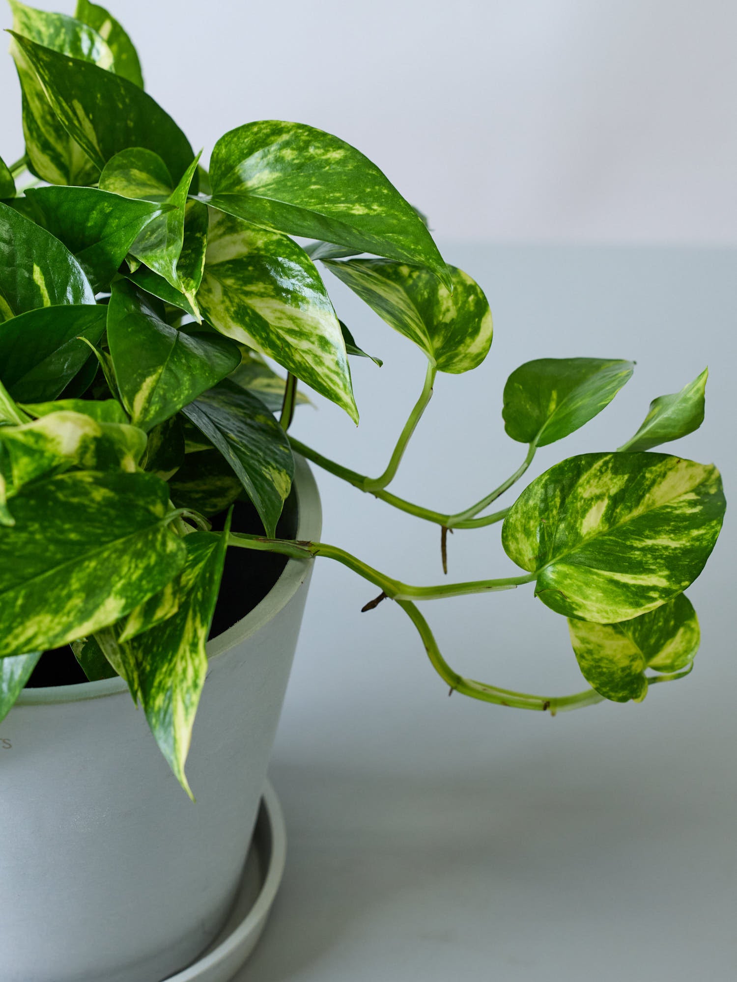 ポトス・ゴールデン S | 観葉植物の通販 AND PLANTS (アンドプランツ)