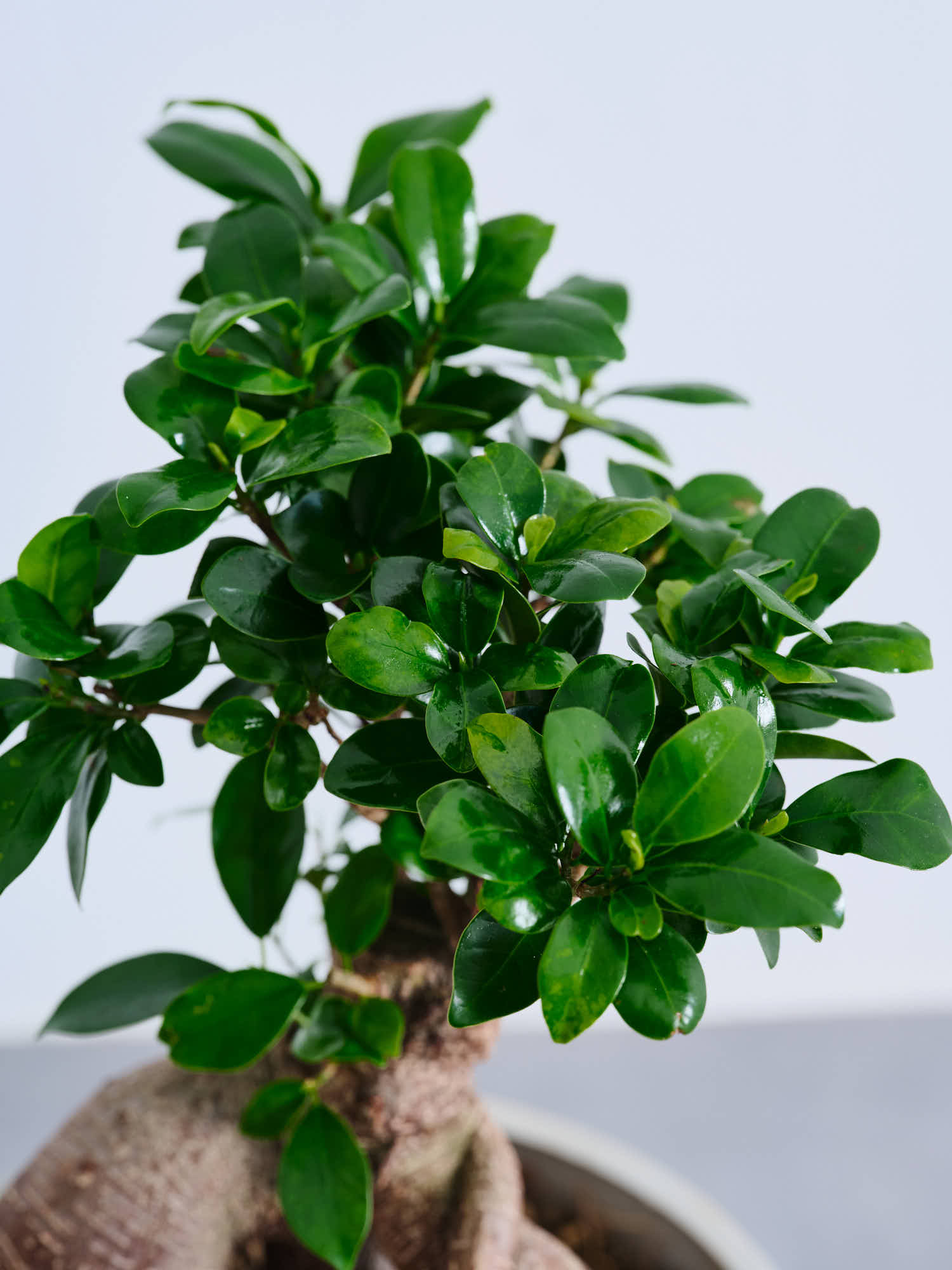 ガジュマル S | 観葉植物の通販 AND PLANTS (アンドプランツ)