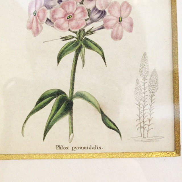 イギリス「ボタニカルアート「フロックス」（小）」《アンティックかとう》