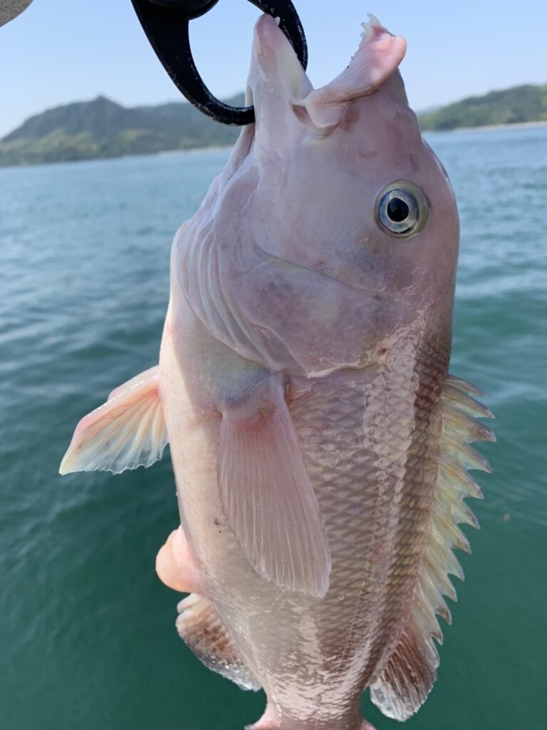 タイラバロッド紅牙EX N65LB TG(THRILL GAME)インプレ | ASAHI the