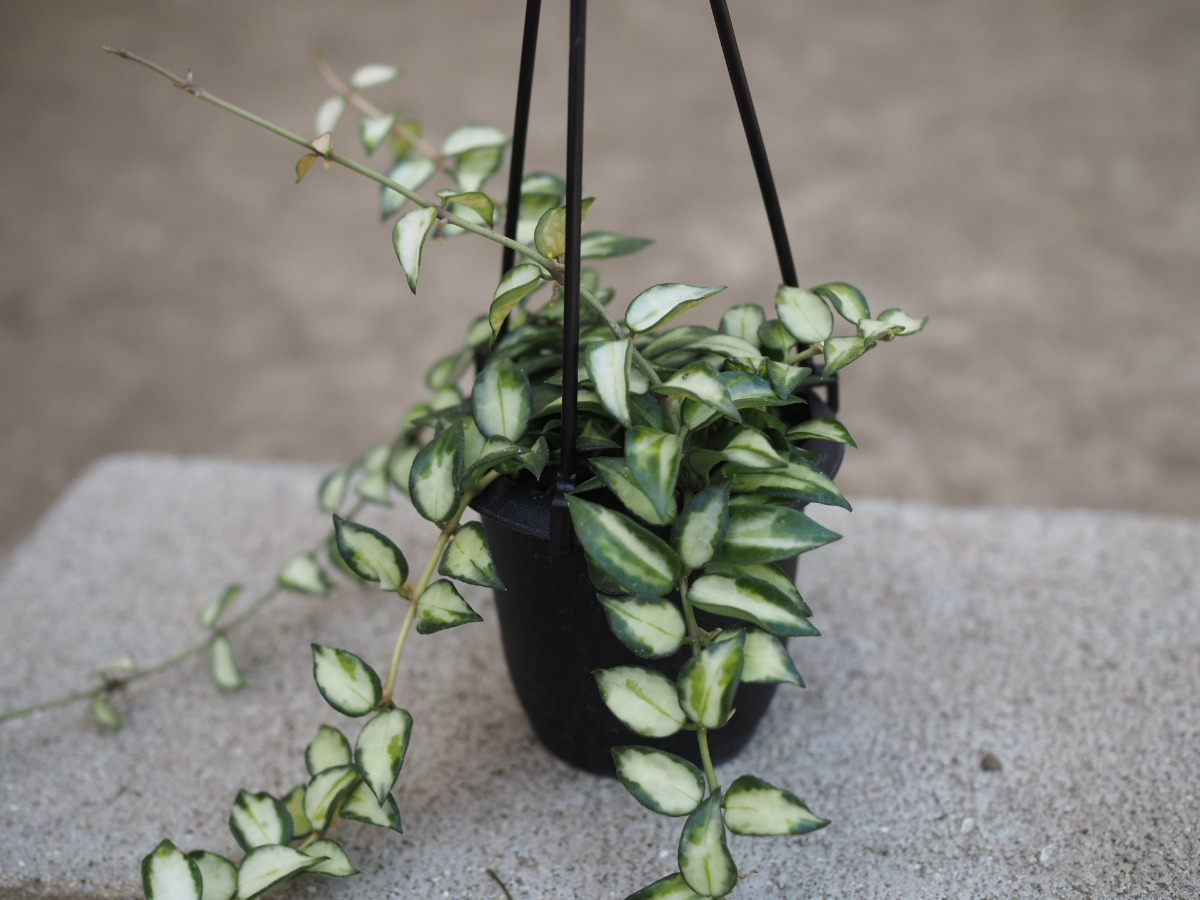 ホヤ・ラクラーサブルーノ_3号吊り鉢 | SHELF