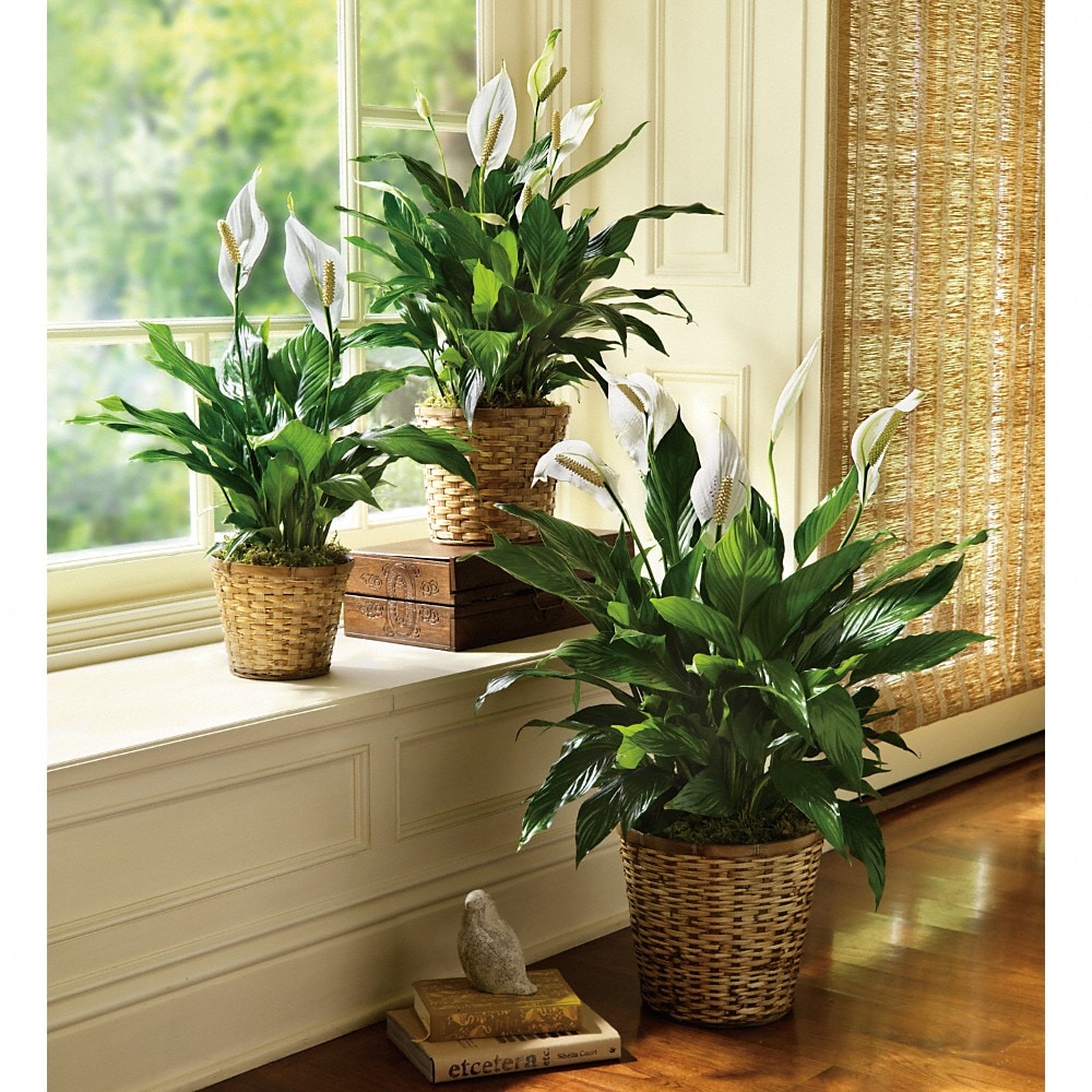 Simply Elegant Spathiphyllum (Peace Lily) - Large in Orangeburg SC