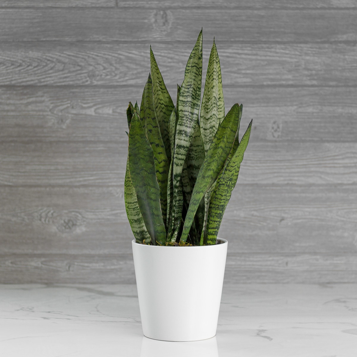 SANSEVIERIA 'ZEYLANICA' (SNAKE PLANT) 6