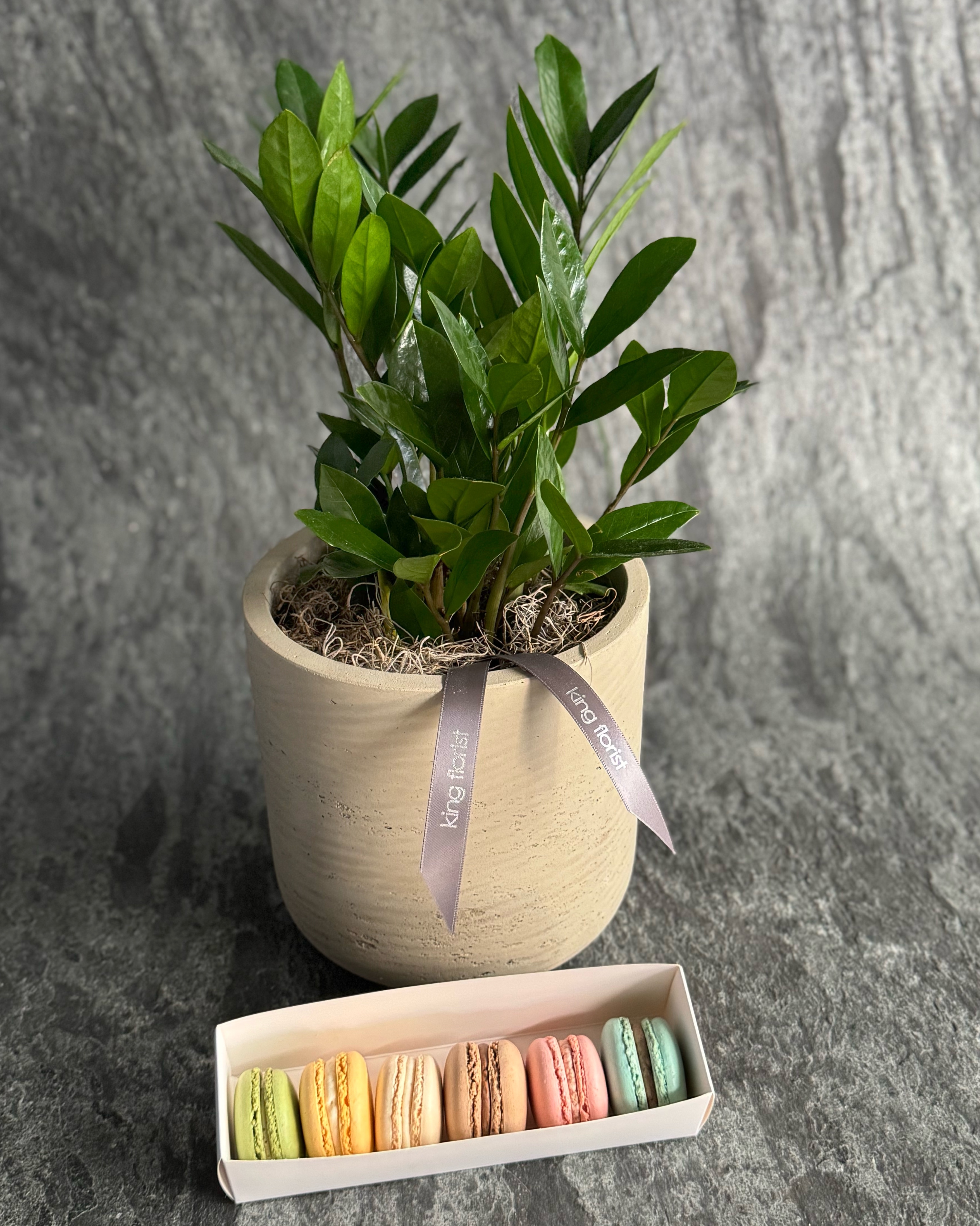 ZZ Plant in Austin TX - King Florist Of Austin