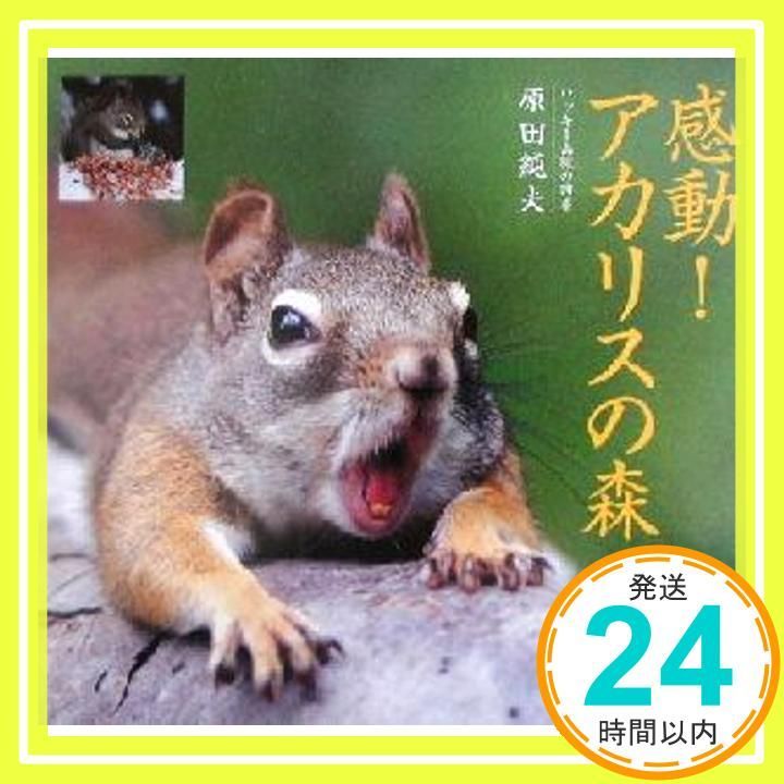 オファー 感動アカリスの森: ロッキー山脈の四季 原田 純夫_02