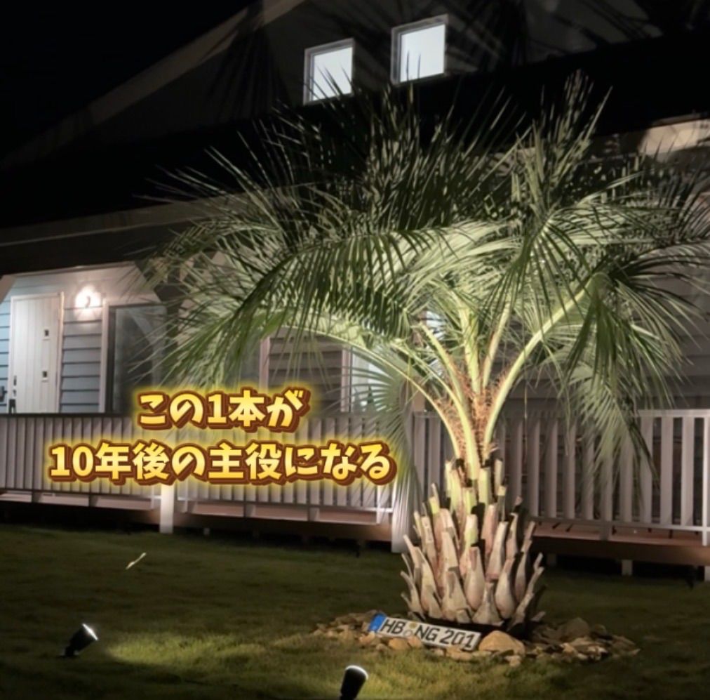 初心者OK】ココスヤシ2本セット｜すぐ庭に映えるサイズ・ポット入り