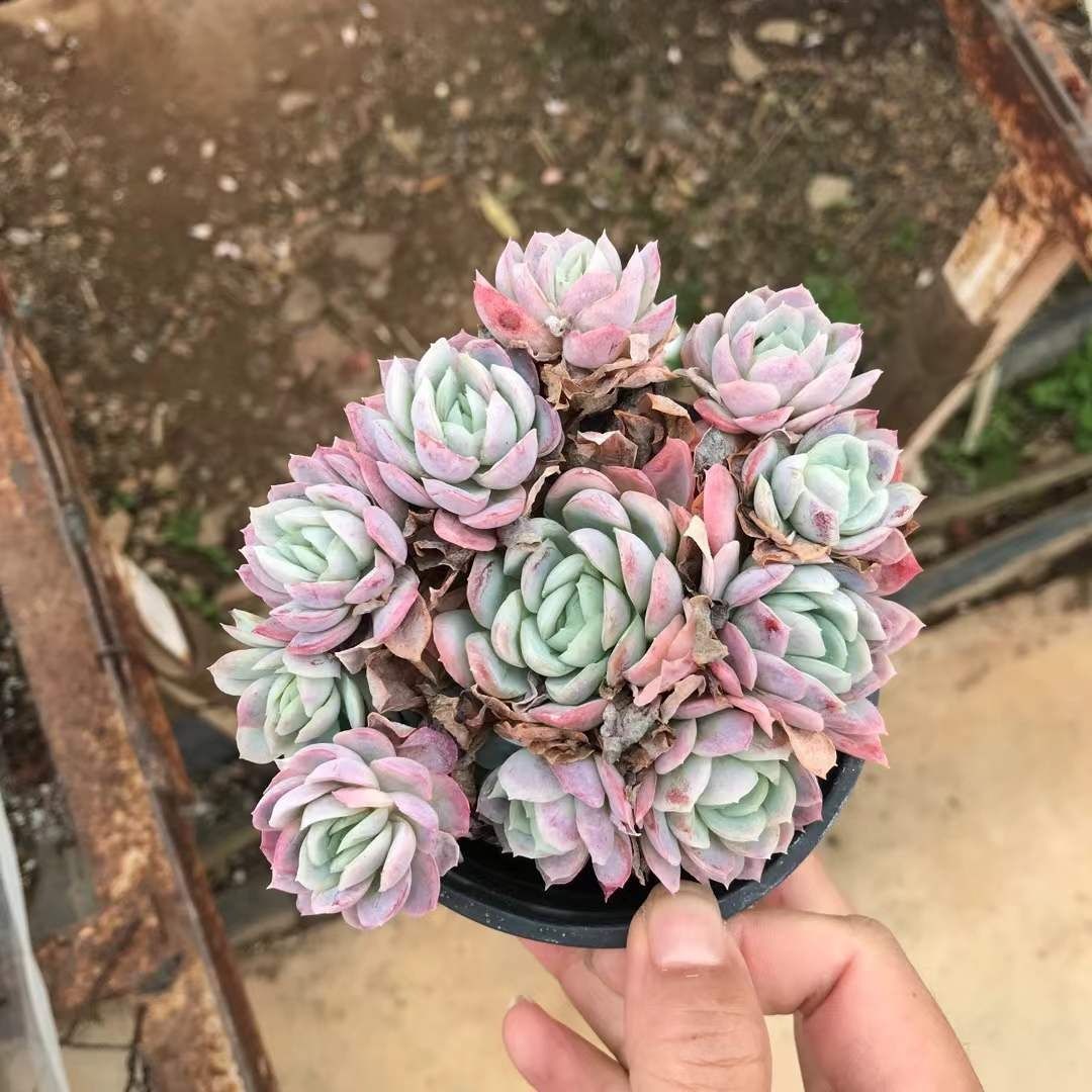 Top【選抜株】多肉植物 23097クィーンHyb 105個 プラグトレー苗 Top