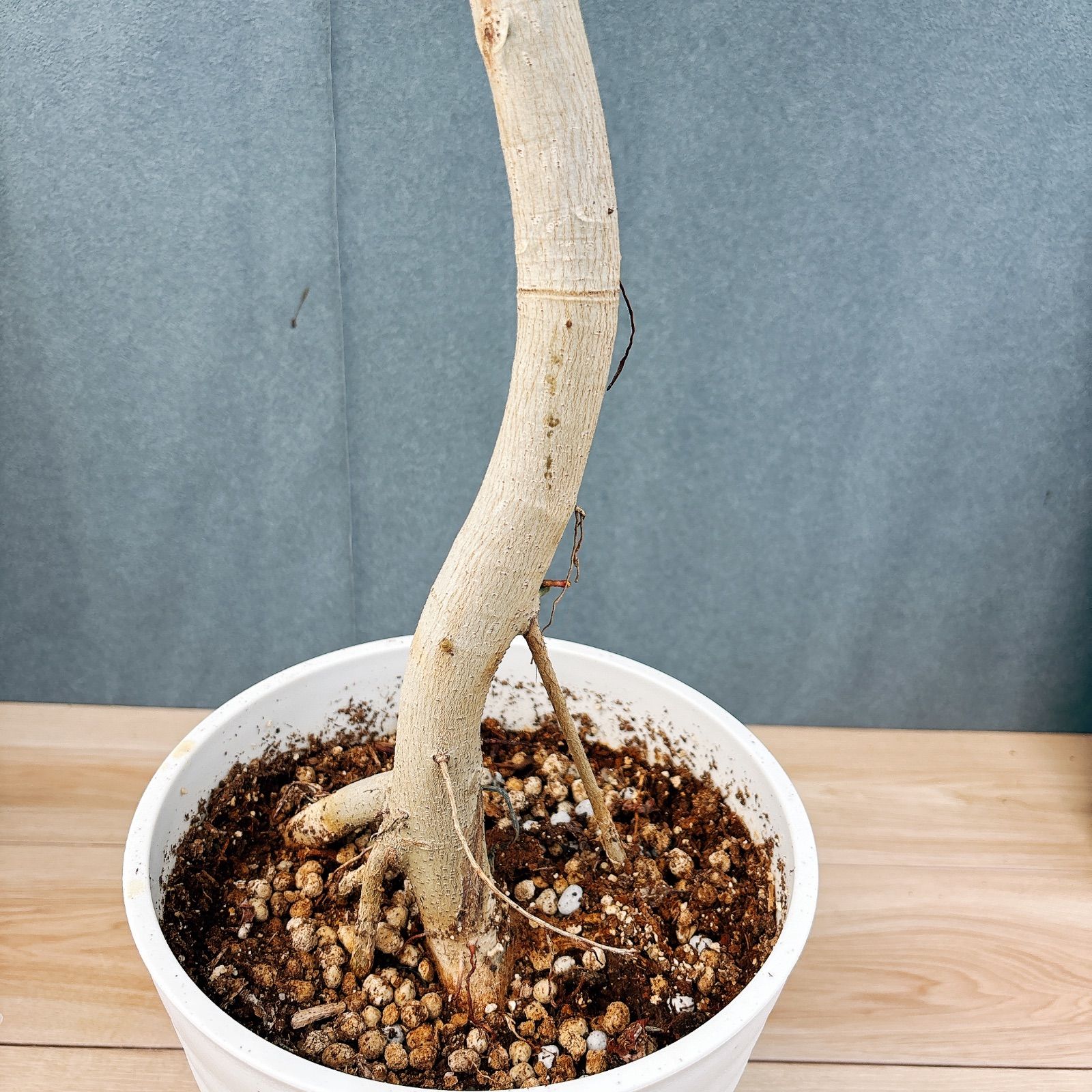 現品］17番 フィカス ウンベラータ 8号 観葉植物 室内 大型 ゴムの木