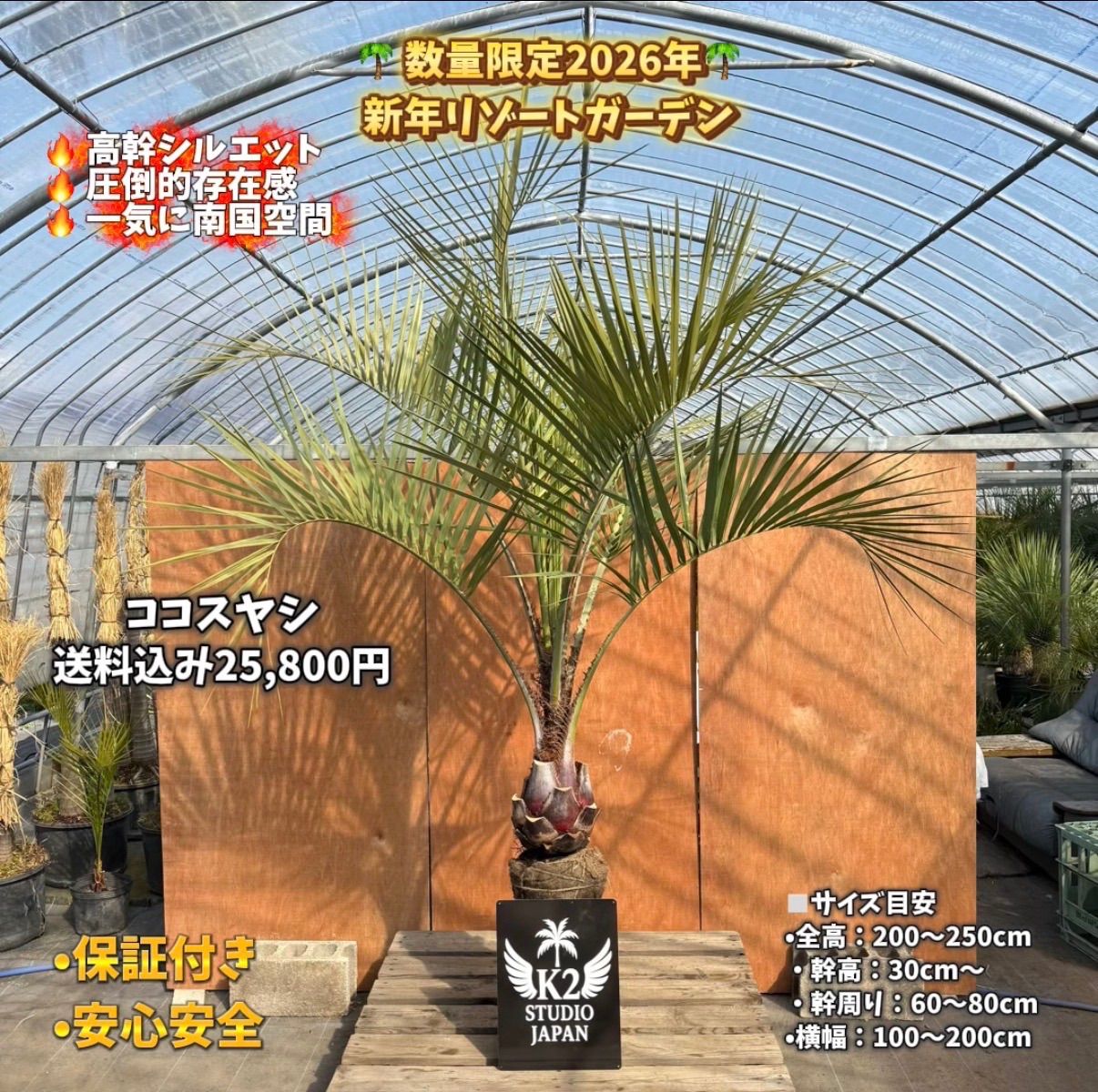 🌴✨ ココスヤシ 高幹シルエット株 ✨🌴 シルバーリーフ / 南国