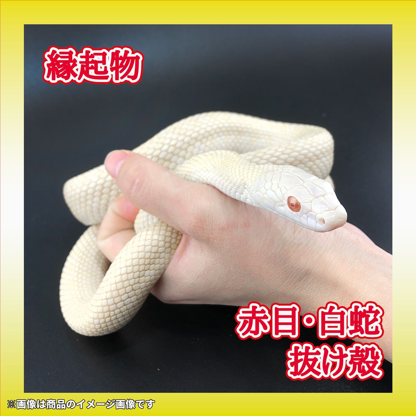 赤目・白蛇の抜け殻 一本物 幼蛇 全長59cm A-10 - メルカリ