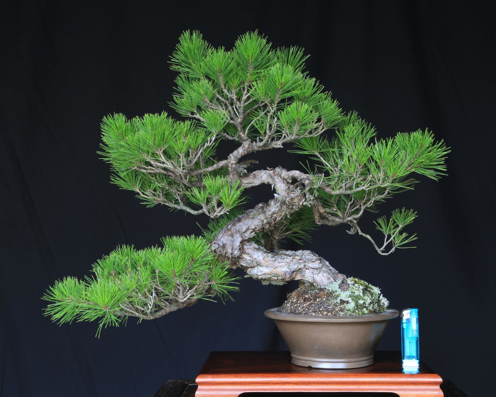 貴風盆栽、赤石五葉松、山採取20年 目立った傷汚れなし 貴風盆栽、赤石