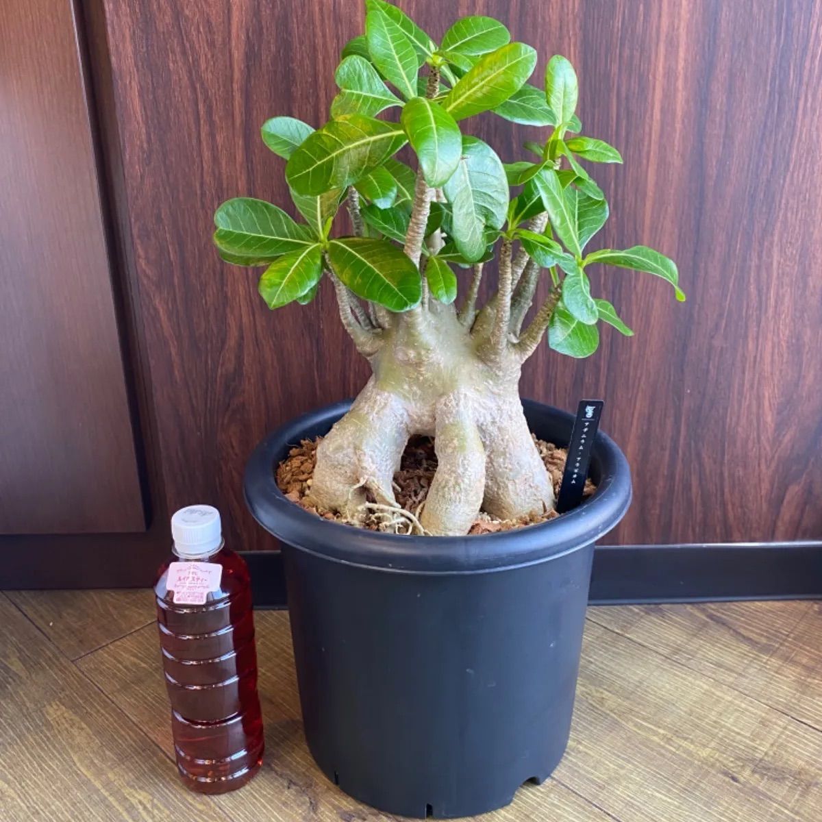 a73 アデニウム ドワーフ アラビカム タコ足 アデニウム ドワーフ タコ