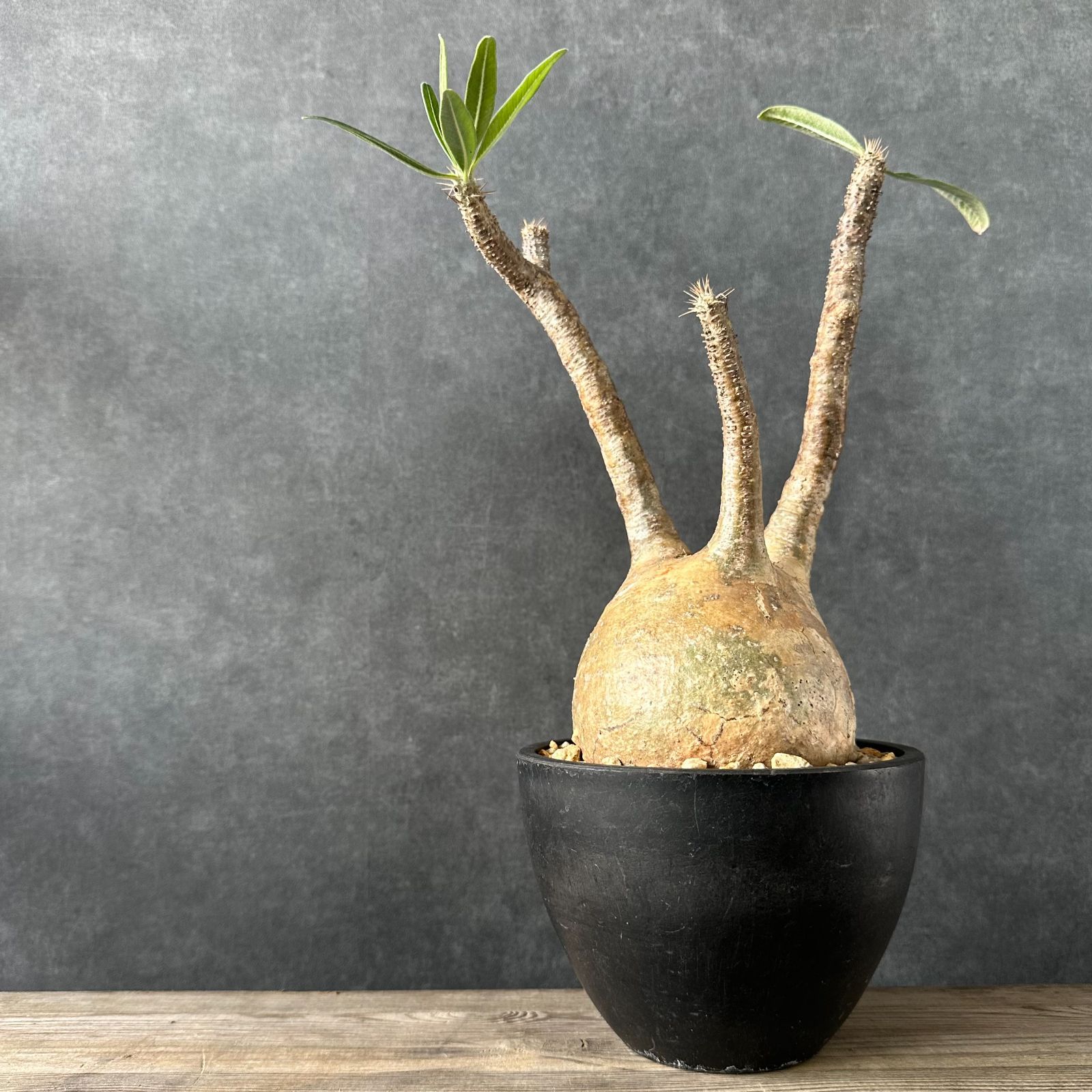 現地球・発根済L】パキポディウム グラキリス ハビタットスタイル 鉢