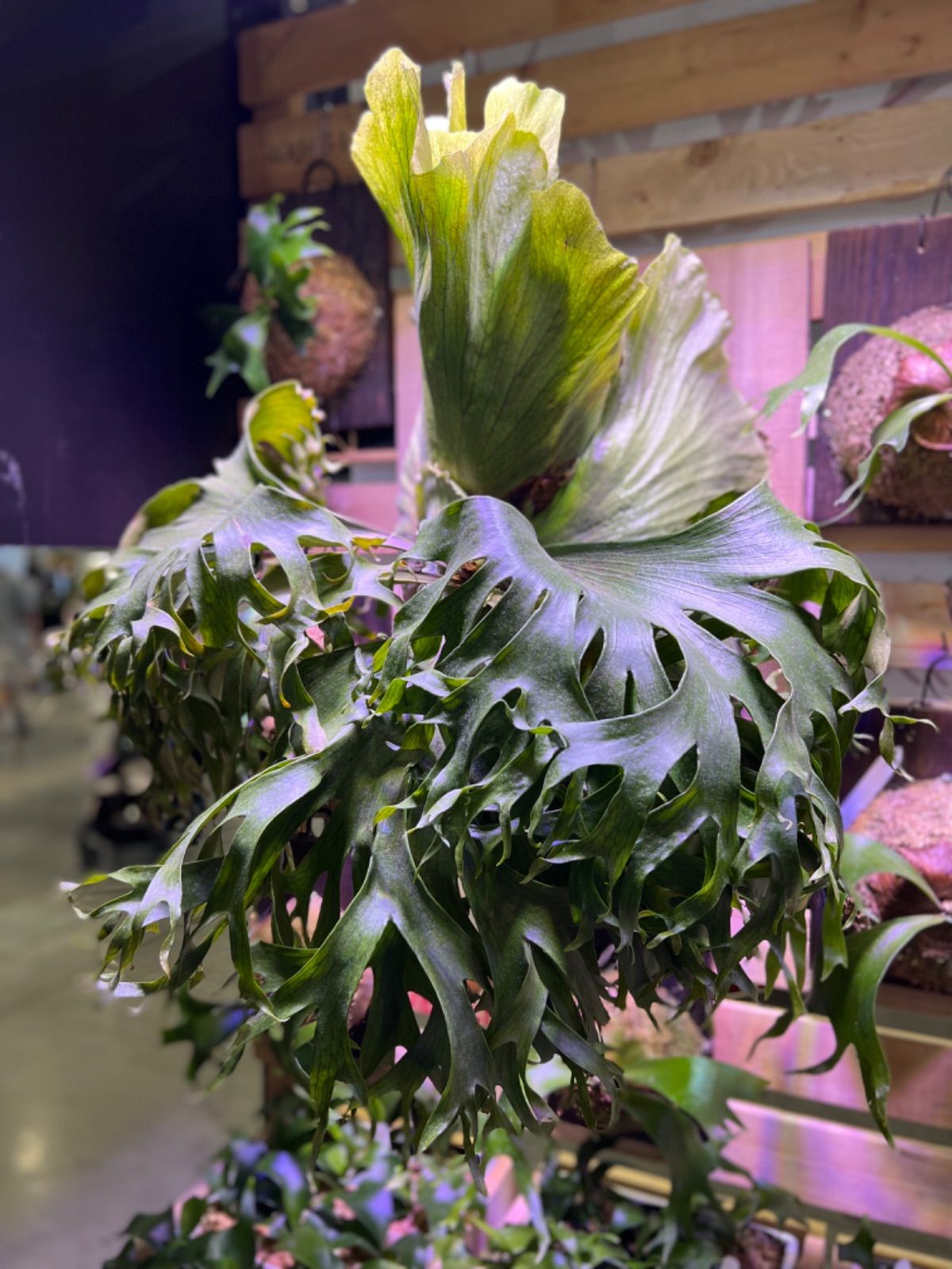 P. Flamenco（hillii x coronarium）TC ビカクシダ - メルカリ