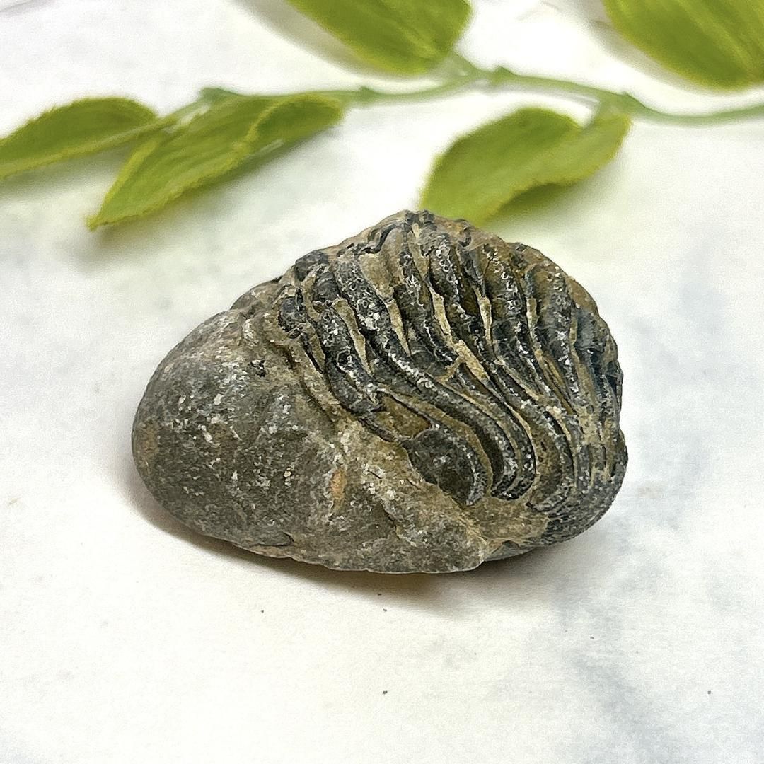 E12466】三葉虫 古生代デボン紀 化石 モロッコ 化石標本 - メルカリ