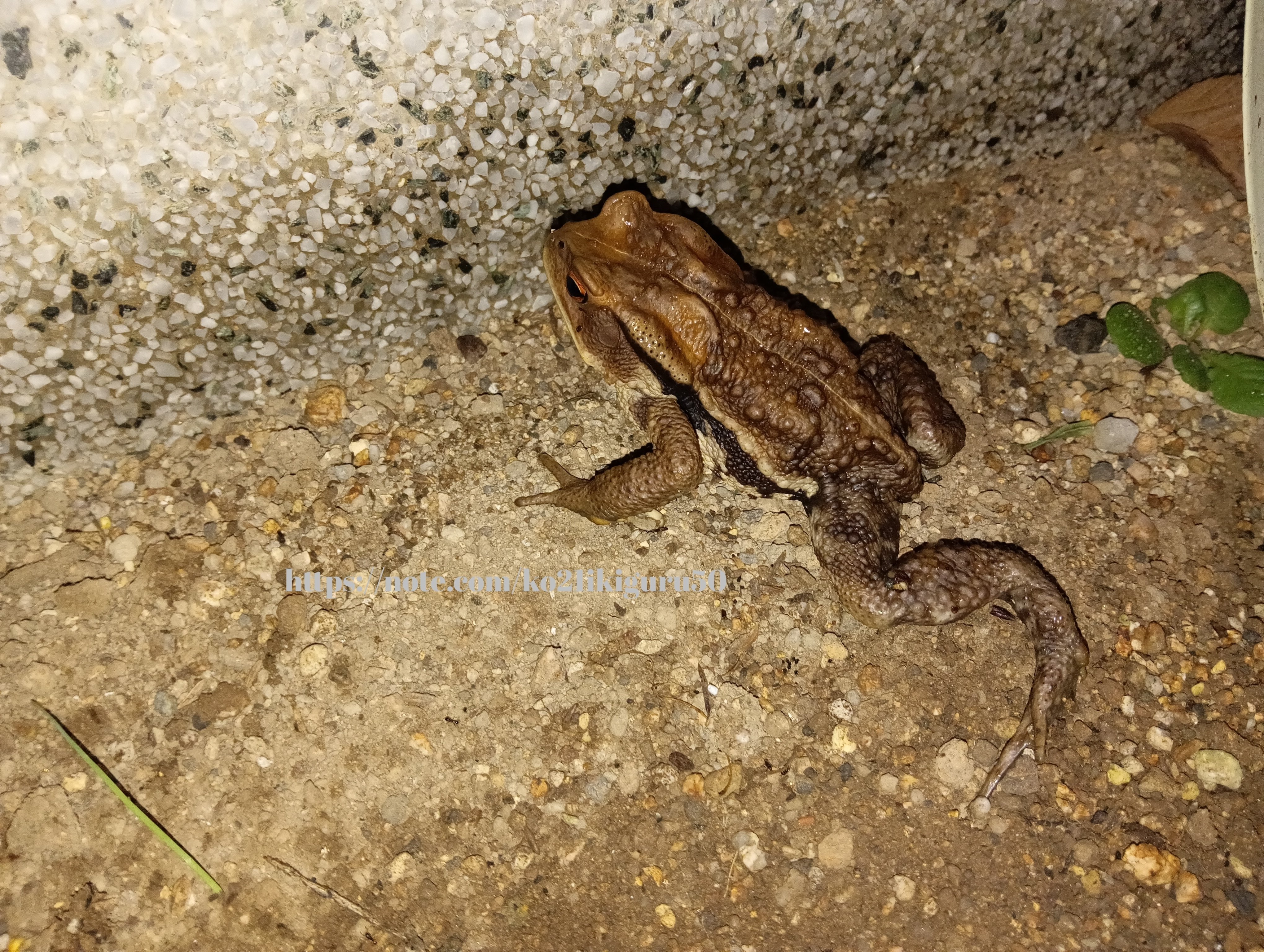 ニホンヒキガエル」突然の来訪者は毒を分泌するらしい｜いきものぐるり