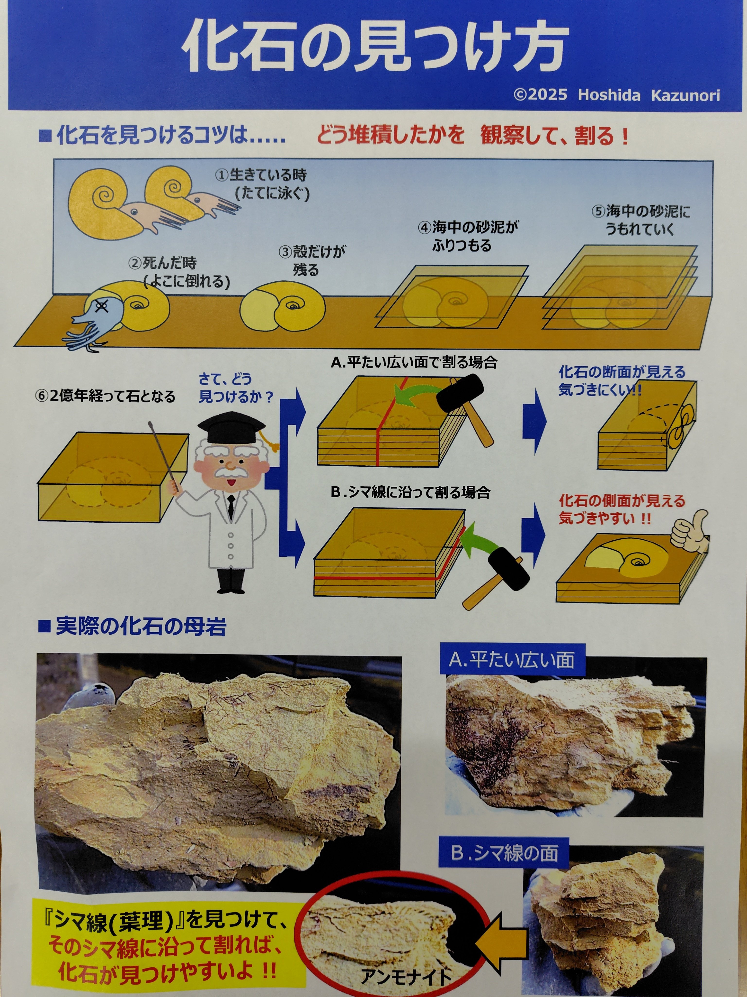 アンモナイト化石の見つかる場所は｜鳥羽恐竜研究振興会