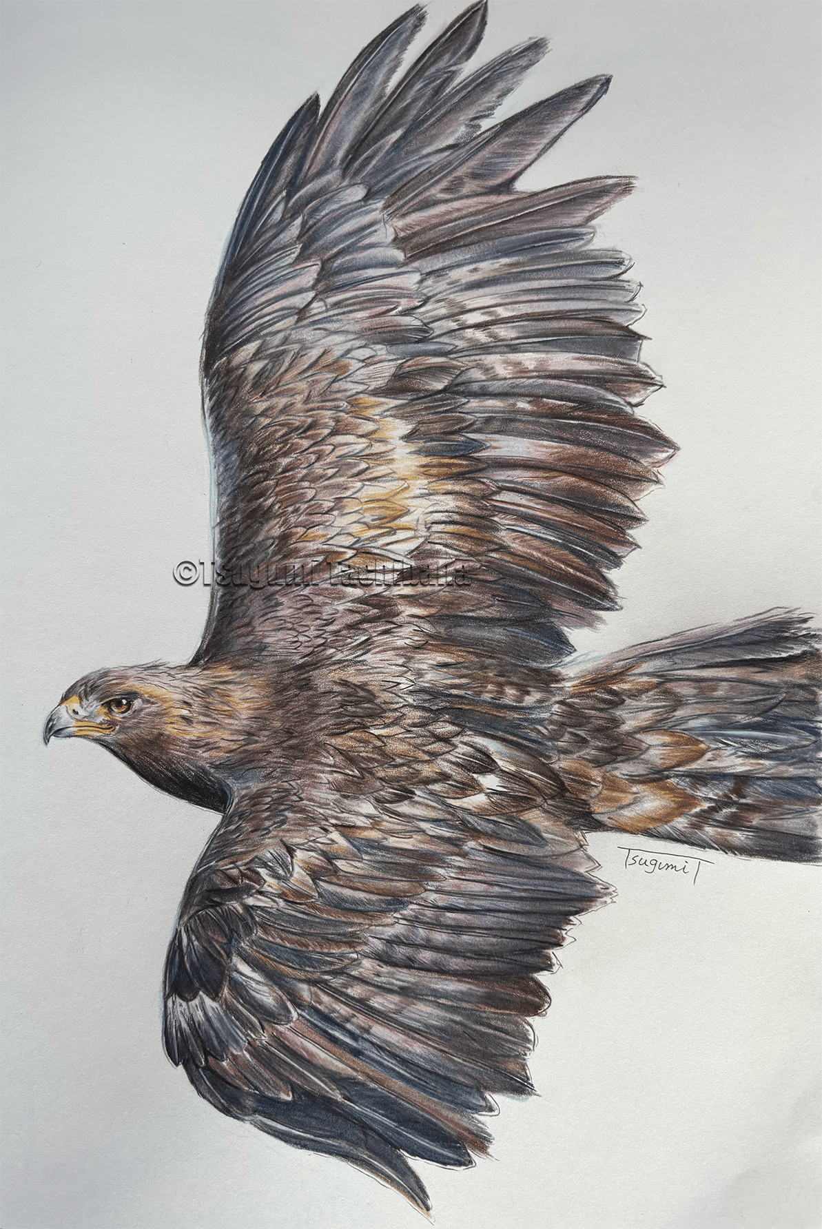 鳥の絵を載せるだけの日 29｜橘鶫TachibanaTsugumi