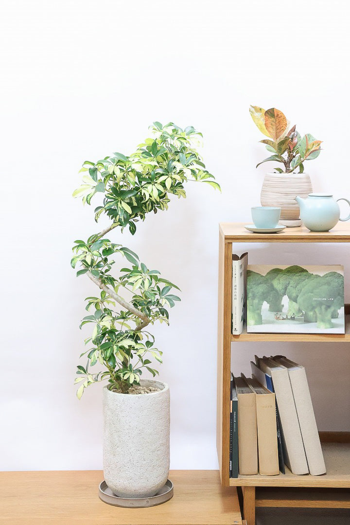 シェフレラ グランディIV61066| 観葉植物の通信販売 | APEGO(アペーゴ)