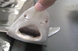 サメの歯 海岸で拾った 貝類や石灰質の付着物があります サメの歯 海岸