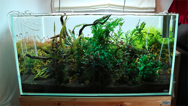 ネイチャーアクアリウム事例#02｜滋賀県大津市Sさん｜AQUA SHOP wasabi