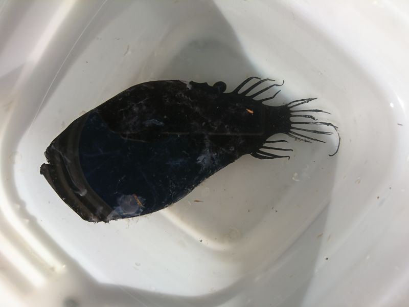 深海性海水魚》ミツクリエナガチョウチンアンコウ（凍結） - 【近海産