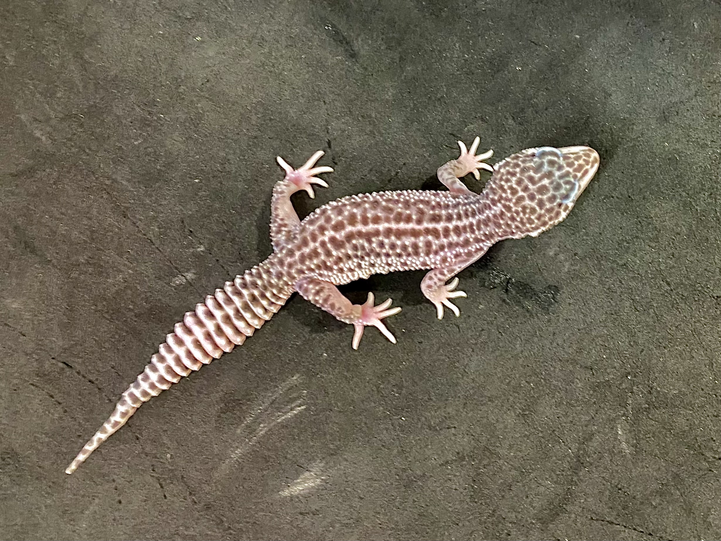 ヒョウモントカゲモドキ | 横浜爬虫類専門店アクアマイティー