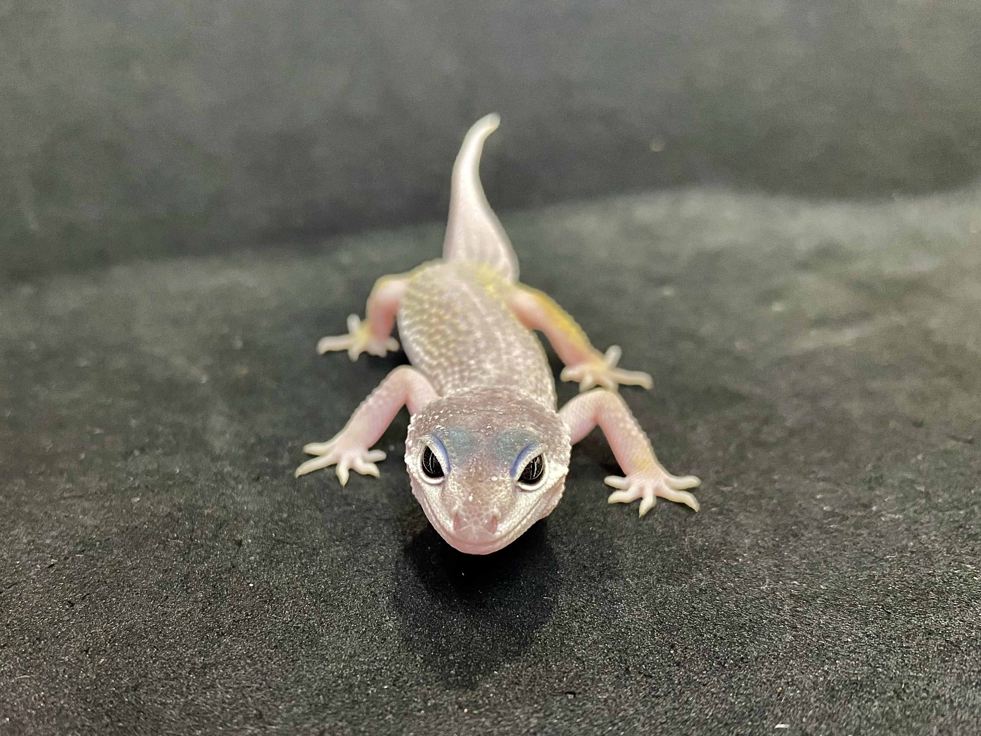 ヒョウモントカゲモドキ | 横浜爬虫類専門店アクアマイティー