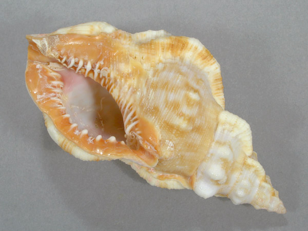 ギャラリー | 鳥羽水族館公式ホームページ