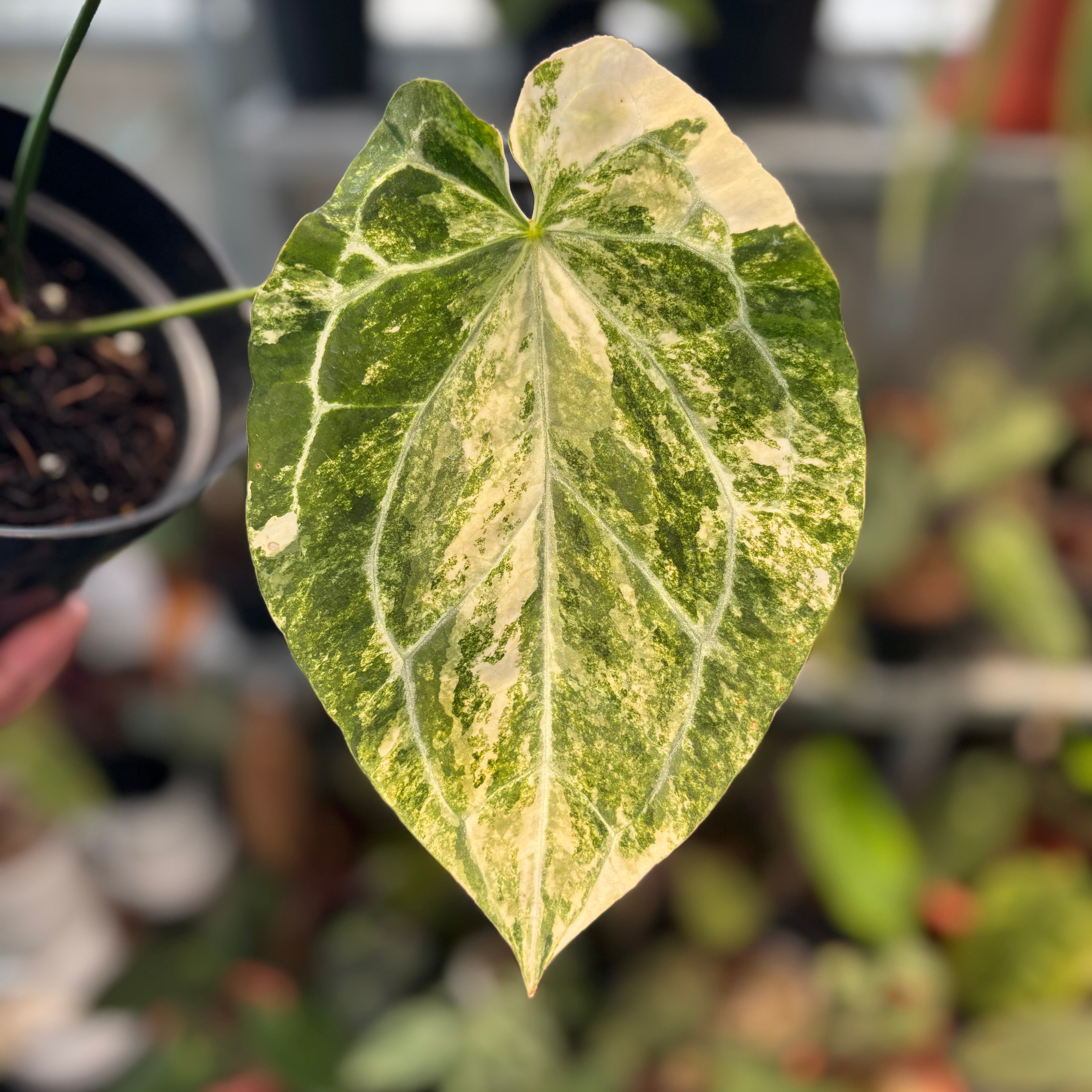 Anthurium Forgetii Variegated x Heinz — Aroidasia