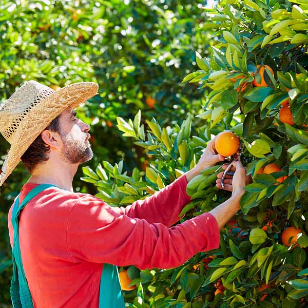 オレンジスイート | エッセンシャルオイル 精油 | アローム