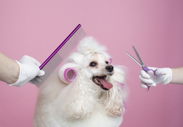 トリマーさんが使用するトリミングシザーの種類と特徴を解説