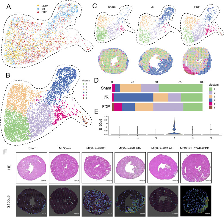 Fufang Danshen Pill improves mitochondrial homeostasis by