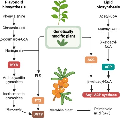 Sea buckthorn for future foods: bioactive mechanisms, synthetic