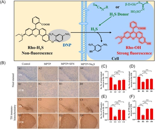 Small-molecule fluorescent probes for sulfur redox biology in