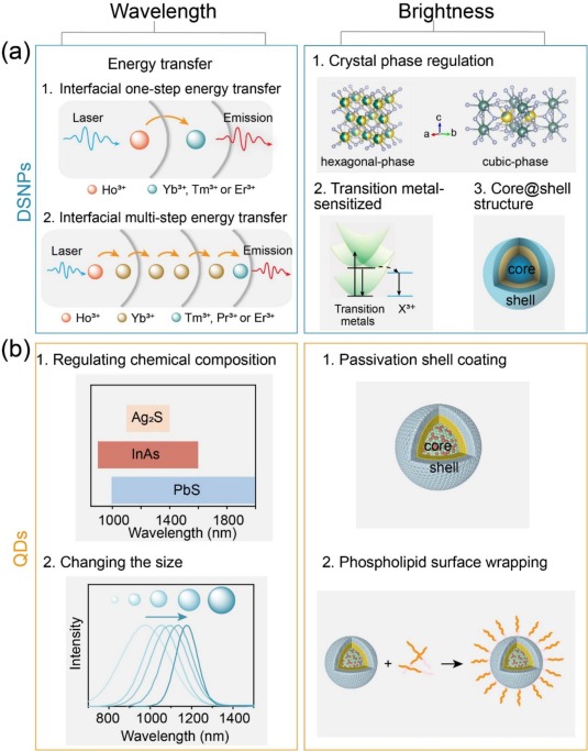 In vivo NIR-II fluorescence imaging based on microscopy set-ups