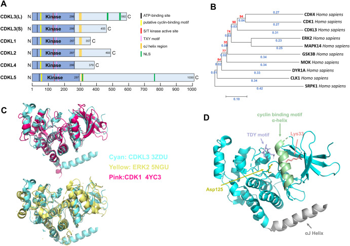 CDKL3, a versatile kinase with increasing recognition - ScienceDirect