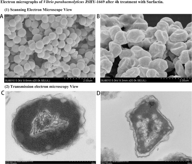 An in-depth study of the growth inhibition of Vibrio