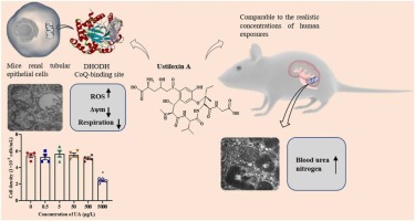 Ustiloxin A inhibits proliferation of renal tubular epithelial