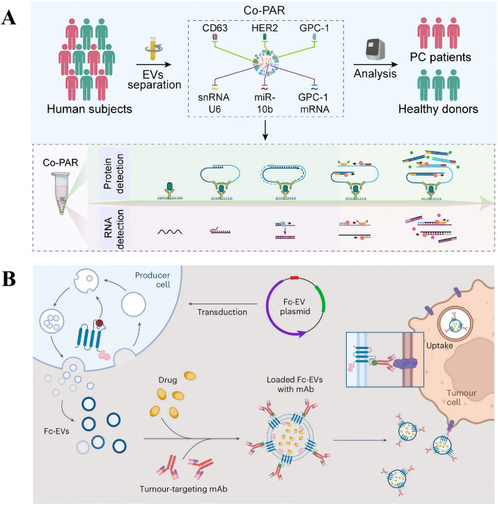 Synergistic targeting systems for cancer precision medicine: co
