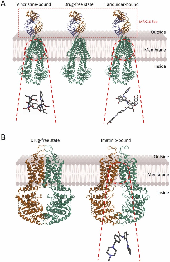 Perspectives on drug repurposing to overcome cancer multidrug