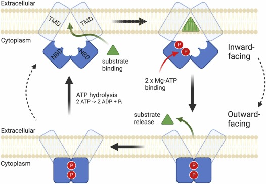 Perspectives on drug repurposing to overcome cancer multidrug