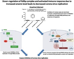 Down-regulation of RdRp complex and activated immune response due