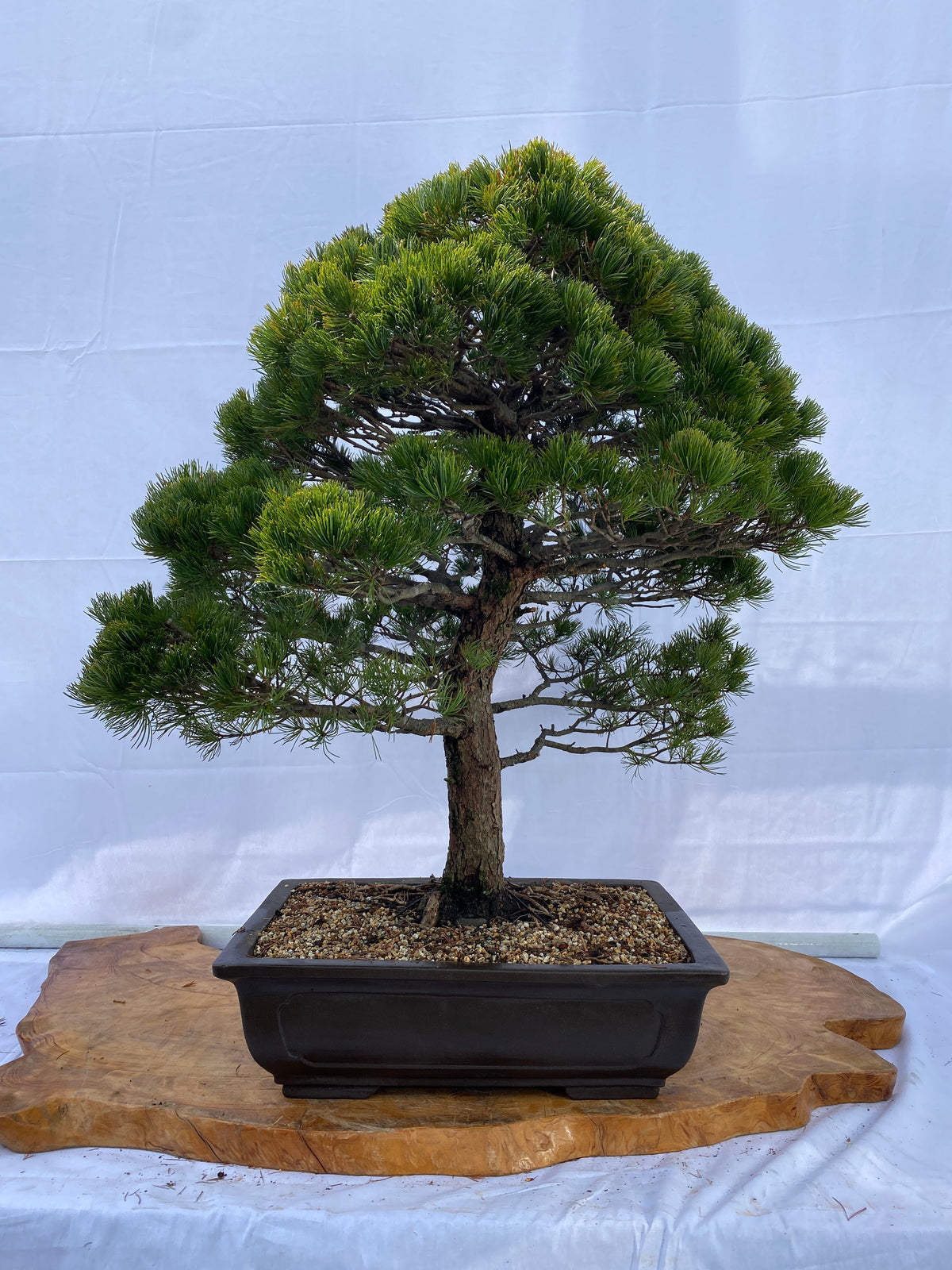 A023_1200x.jpg?v=1650441807