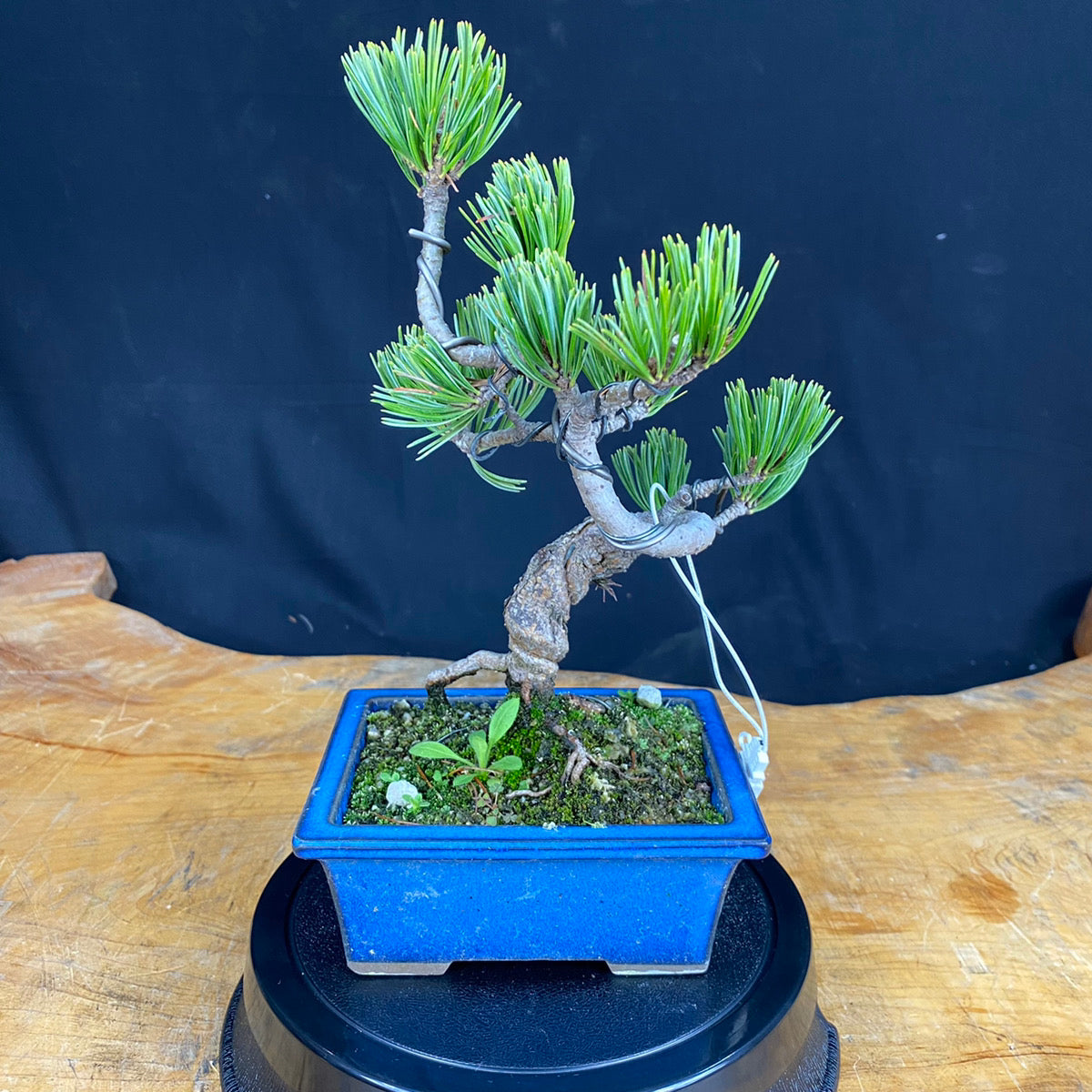 赤石五葉松盆栽003※国内配送のみ（日本）