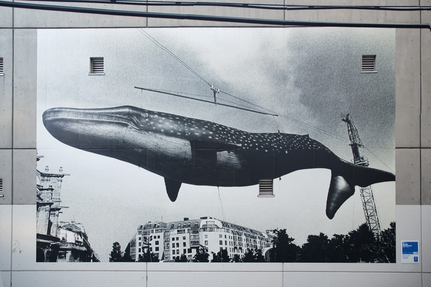 渋谷の壁に鎮座する森山大道のクジラから写真の歴史を読む / 連載