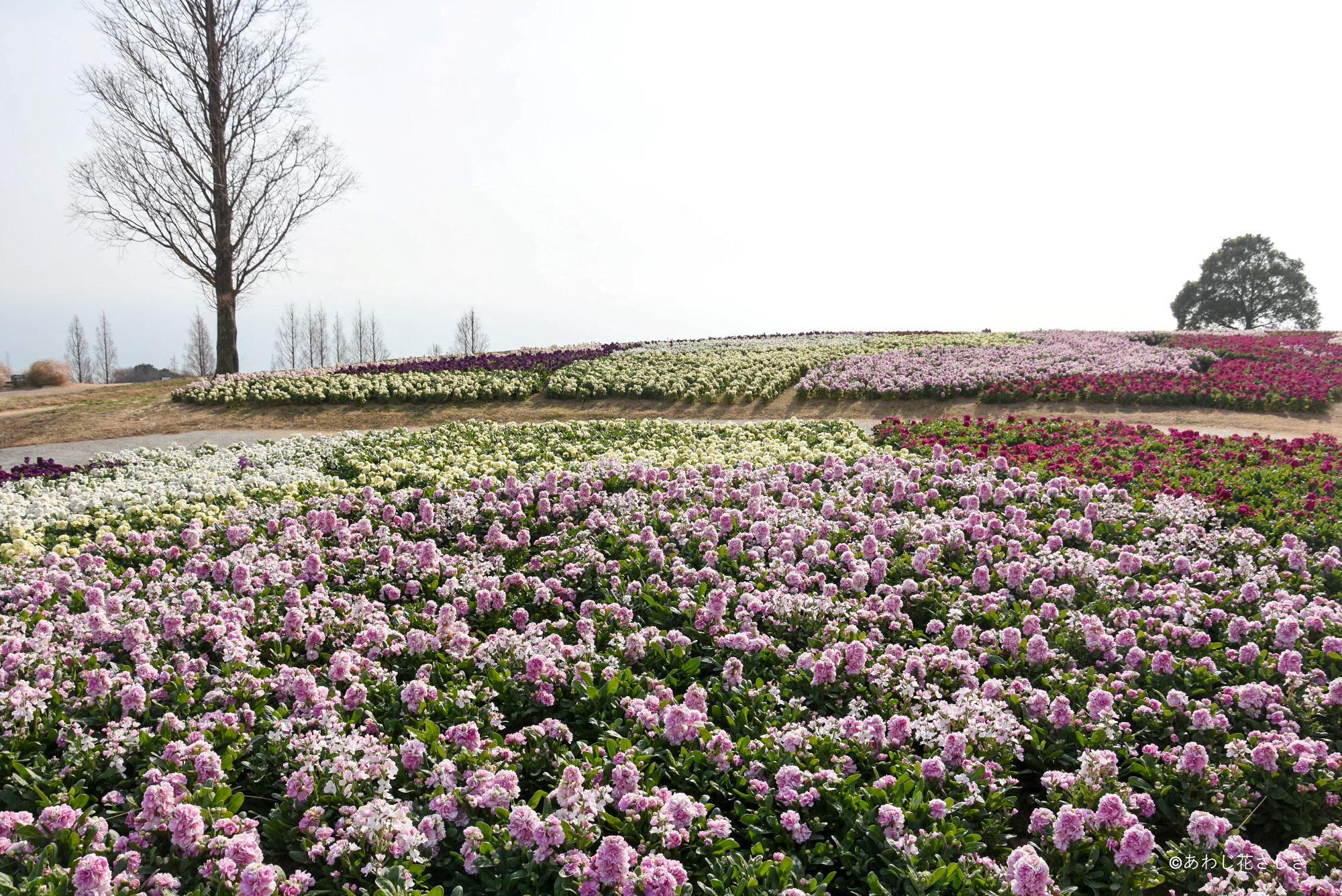 開花情報 アーカイブ | 兵庫県立公園あわじ花さじき