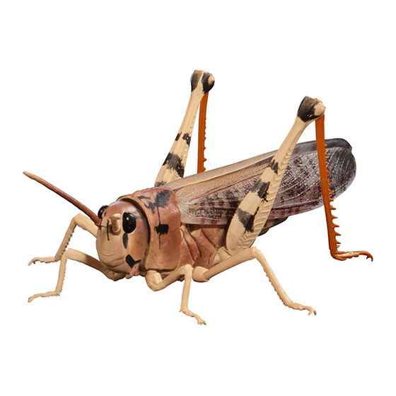 いきもの大図鑑アドバンス トノサマバッタ｜ガシャポンオフィシャルサイト