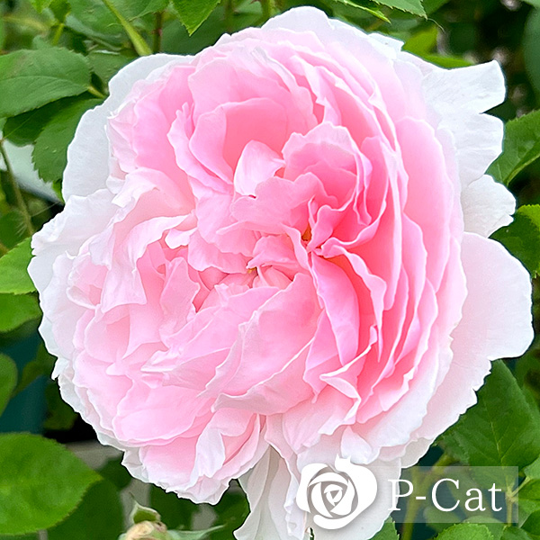 ルドゥーテ Redouté ｜ ピーキャットローズショップ