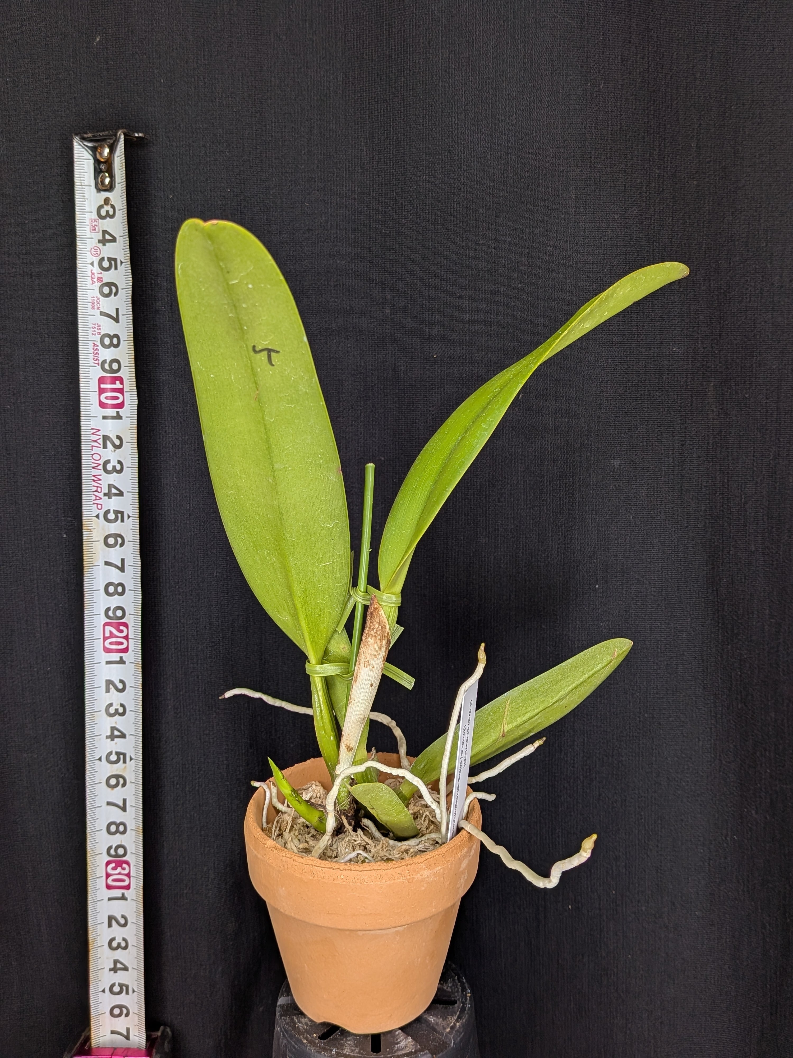 カトレア原種 | ワカヤマオーキッド